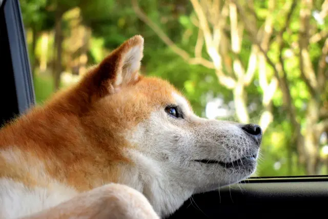 犬をタクシーに乗せても大丈夫？押さえておくべきマナーやペット 